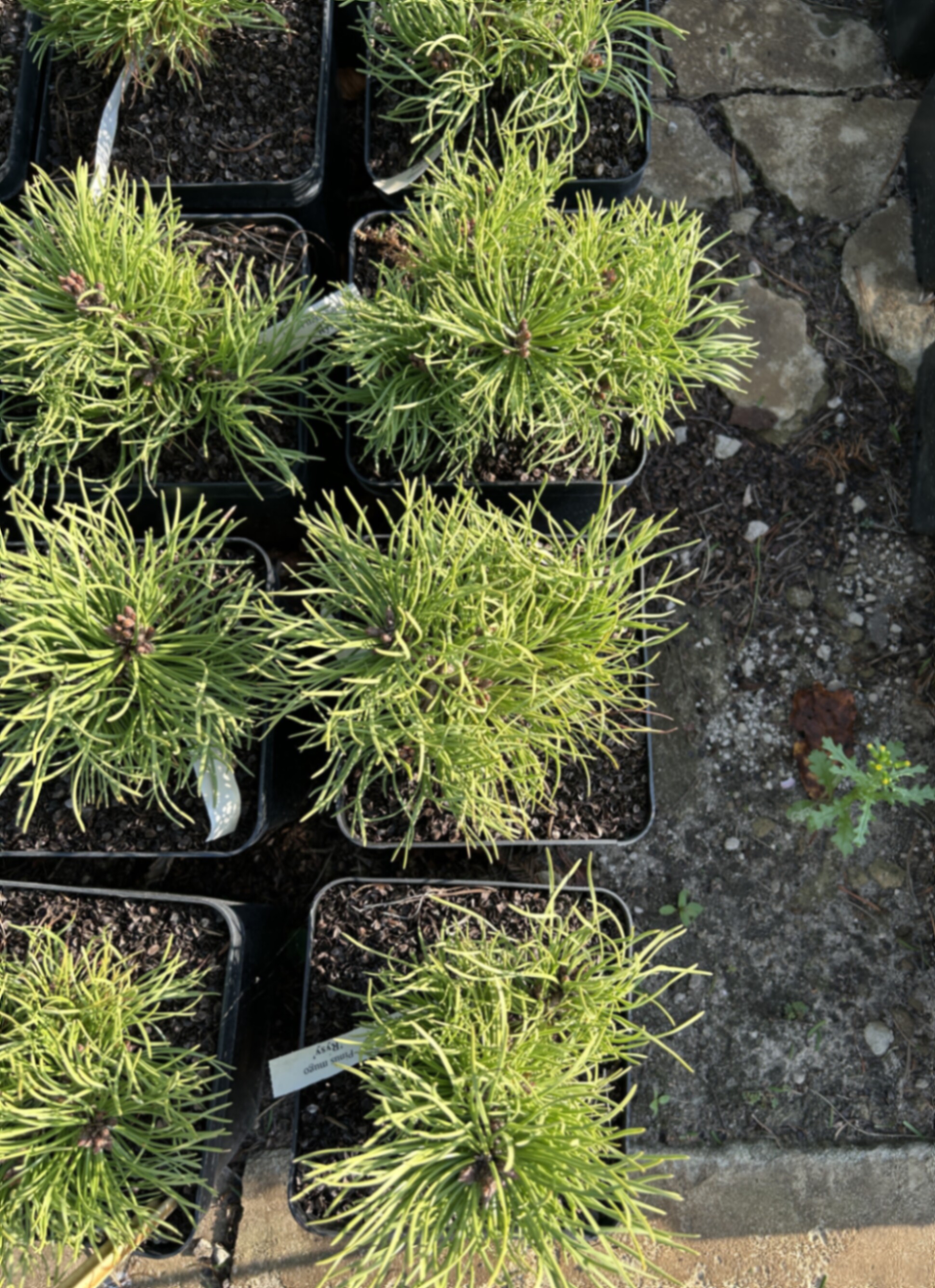 Сосна горная Рыси